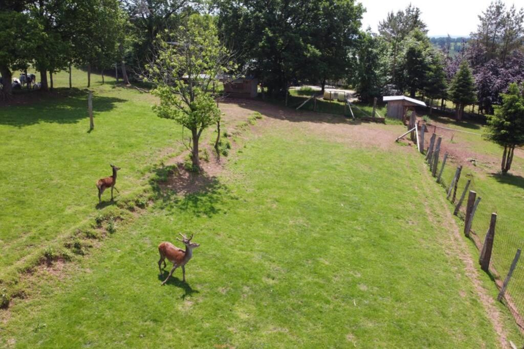 Le Grand Cerf 25 Pers, Malmedy- Chalet Rustique, Jardin Exterior photo